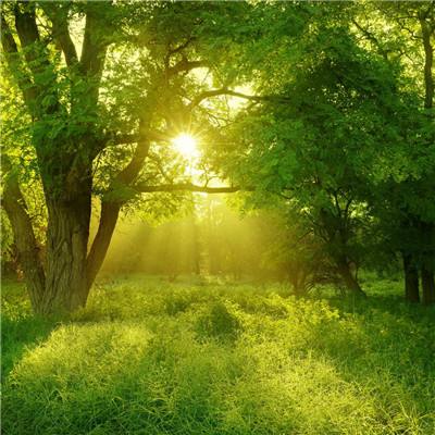 仙灵幻想手游变态版满v版下载